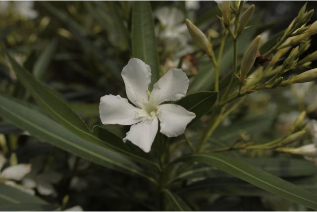 Oleander 'Sœur Agnès'