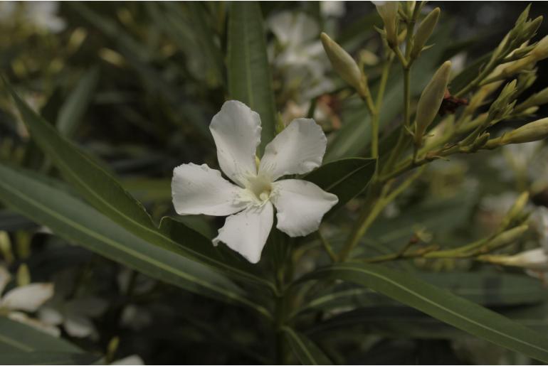 Nerium oleander 'Soeur Agnes' Nerium oleander 'Soeur Agnes' -22244