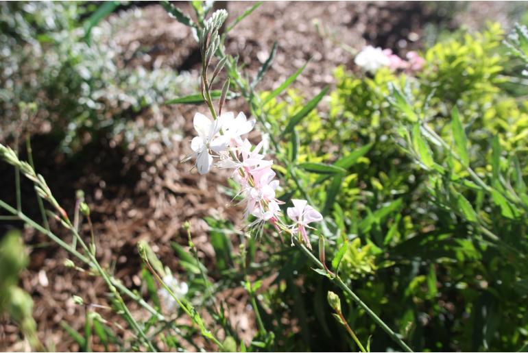 Oenothera lindheimeri 'Summer Breeze' Oenothera lindheimeri 'Summer Breeze' -22181