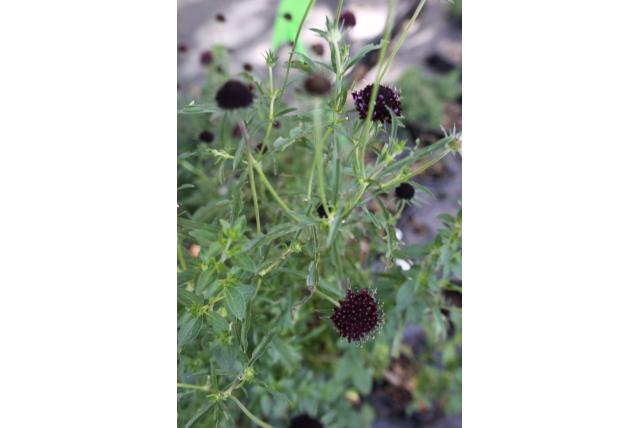 Gladde oregano 'Herrenhausen' Gladde oregano 'Herrenhausen'