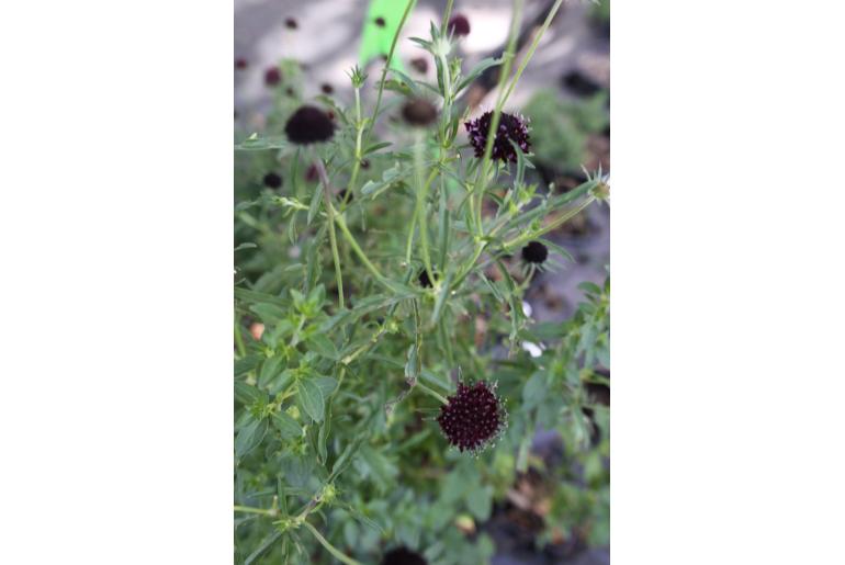 Origanum laevigatum 'Herrenhausen' Origanum laevigatum 'Herrenhausen' -22344