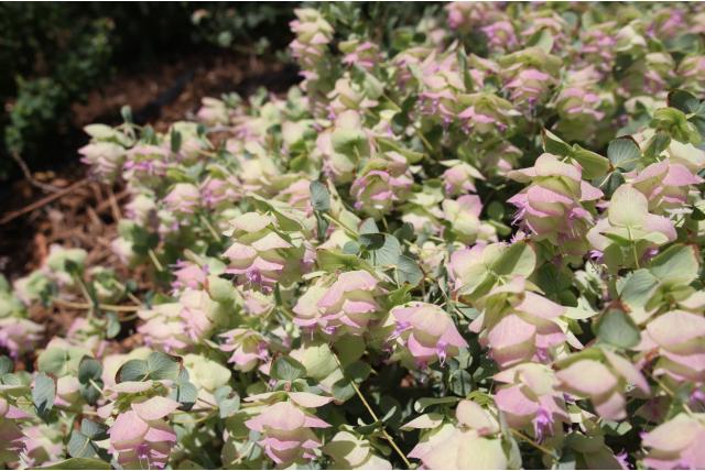 Rondbladige oregano 'Kent Beauty' Rondbladige oregano 'Kent Beauty'