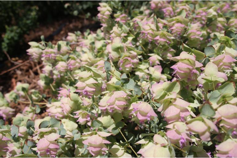 Origanum rotundifolium 'Kent Beauty' Origanum rotundifolium 'Kent Beauty' -22345