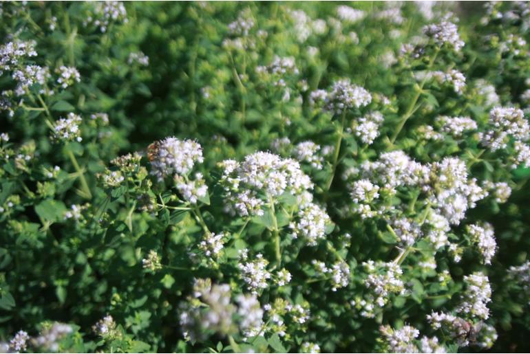 Origanum vulgare 'Aureum' Origanum vulgare 'Aureum' -22346