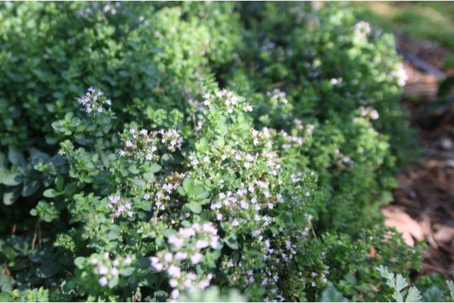 Wilde marjolein 'Compactum' Wilde marjolein 'Compactum'