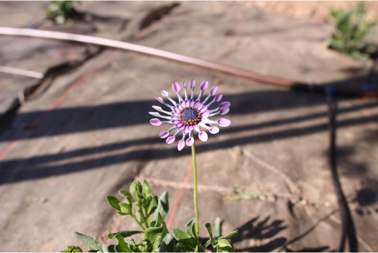 Osteospermum 'Pink Whirls' Osteospermum 'Pink Whirls' -22530