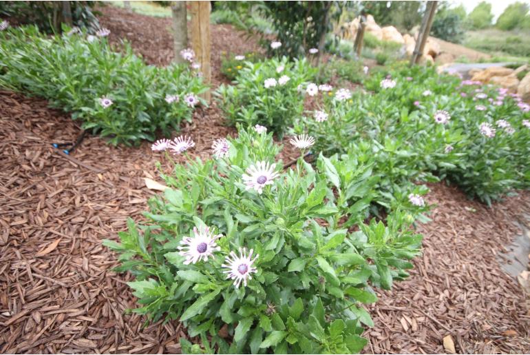Osteospermum 'Whirligig' Osteospermum 'Whirligig' -22358
