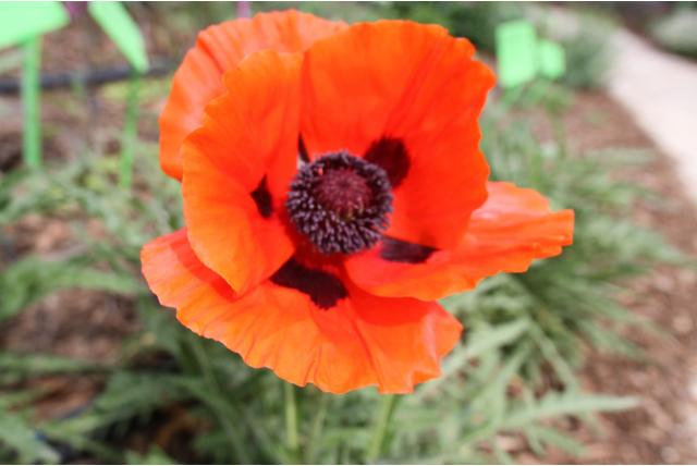 Oosterse klaproos 'Mary Finnan' Oosterse klaproos 'Mary Finnan'