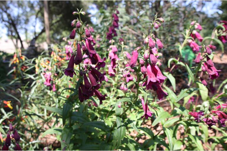 Penstemon 'Blackbird' Penstemon 'Blackbird' -22253