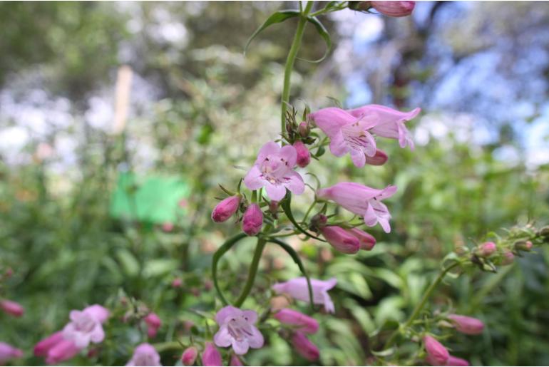 Penstemon 'Evelyn' Penstemon 'Evelyn' -22254