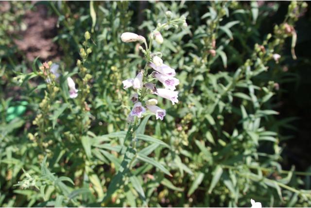 Schildpadbloem 'Mother of Pearl' Schildpadbloem 'Mother of Pearl'