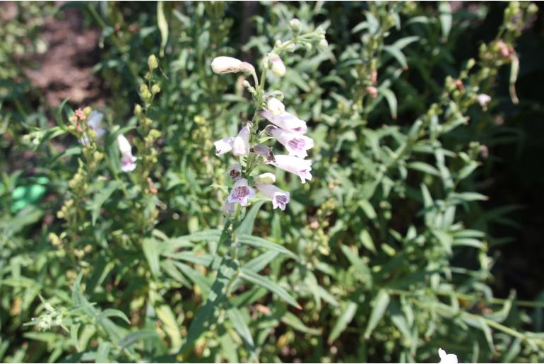Penstemon 'Mother of Pearl' Penstemon 'Mother of Pearl' -22255