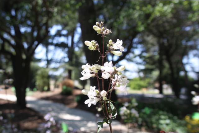 Schildpadbloem 'Husker Red' Schildpadbloem 'Husker Red'