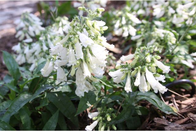 Harige penstemon 'Alba' Harige penstemon 'Alba'