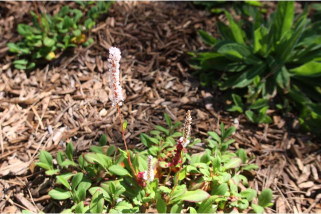 Duizendknoop 'Superba' Duizendknoop 'Superba'