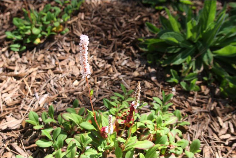 Persicaria affinis 'Superba' Persicaria affinis 'Superba' -22318