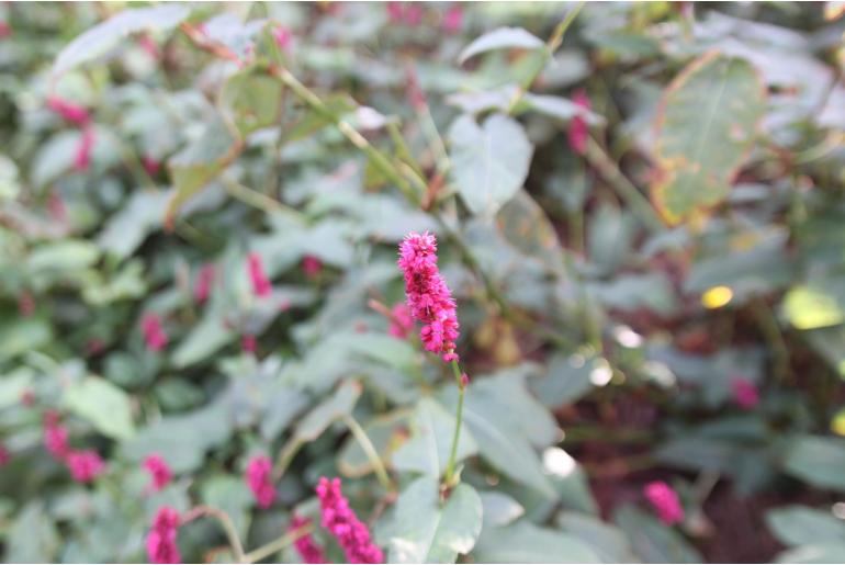 Persicaria amplexicaulis 'Speciosa' Persicaria amplexicaulis 'Speciosa' -22260