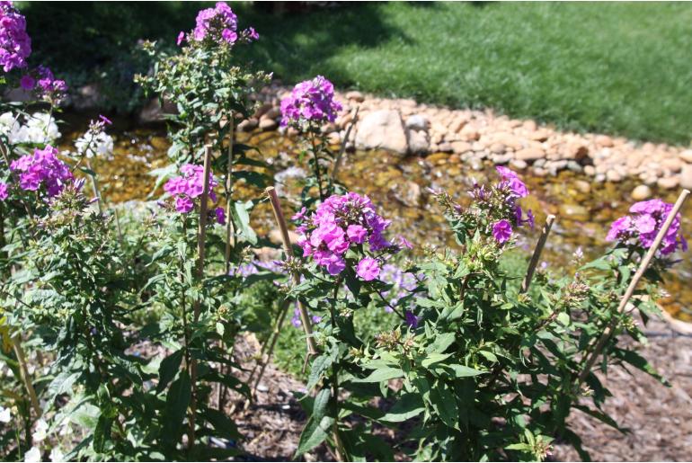 Phlox divaricata 'Chattahoochee' Phlox divaricata 'Chattahoochee' -22261