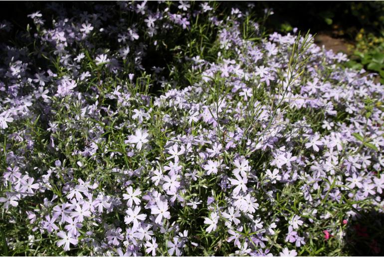 Phlox douglasii 'Lilac Cloud' Phlox douglasii 'Lilac Cloud' -22265