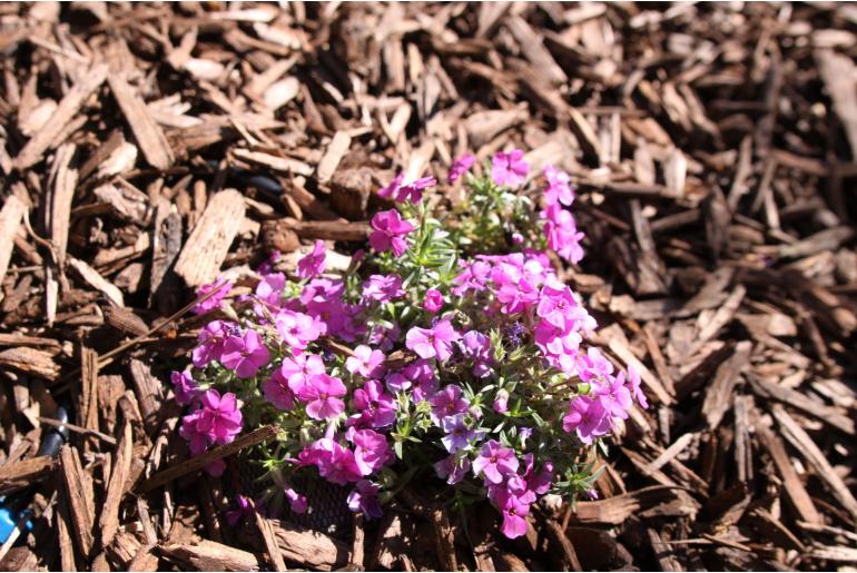 Phlox douglasii 'Red Admiral' Phlox douglasii 'Red Admiral' -22266