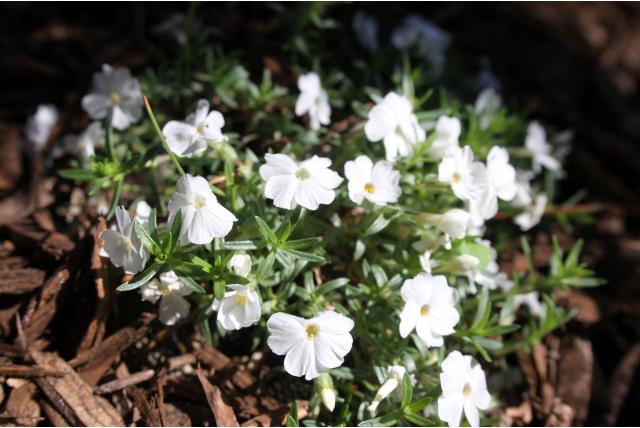 Dwergvlambloem 'White Admiral' Dwergvlambloem 'White Admiral'