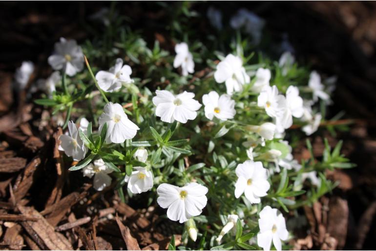 Phlox douglasii 'White Admiral' Phlox douglasii 'White Admiral' -22267