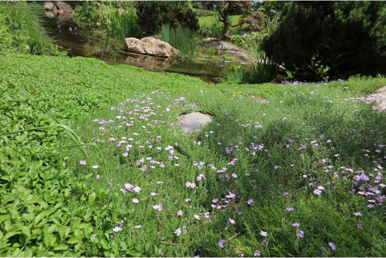 Phlox subulata 'Alexander's Surprise' Phlox subulata 'Alexander's Surprise' -22268