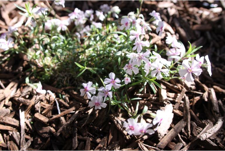 Phlox subulata 'Coral Eye' Phlox subulata 'Coral Eye' -22523