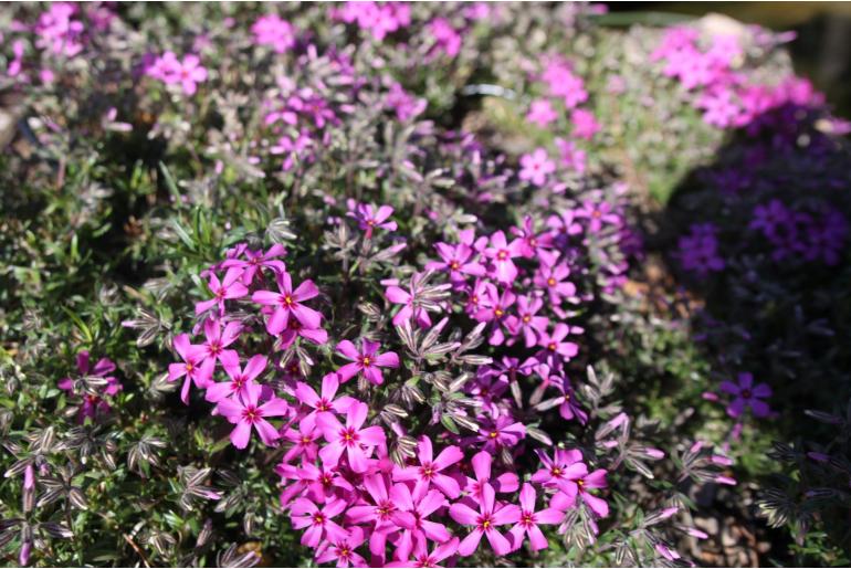 Phlox subulata 'GF Wilson' Phlox subulata 'GF Wilson' -22264