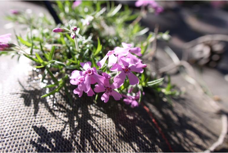 Phlox subulata 'Moerheimii' Phlox subulata 'Moerheimii' -22270