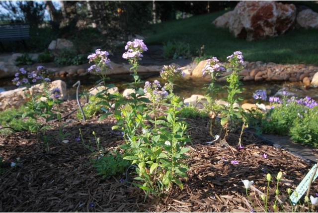 Kruipphlox 'Oakington Blue Eyes' Kruipphlox 'Oakington Blue Eyes'