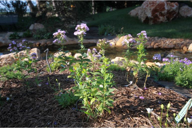 Phlox subulata 'Oakington Blue Eyes' Phlox subulata 'Oakington Blue Eyes' -22269