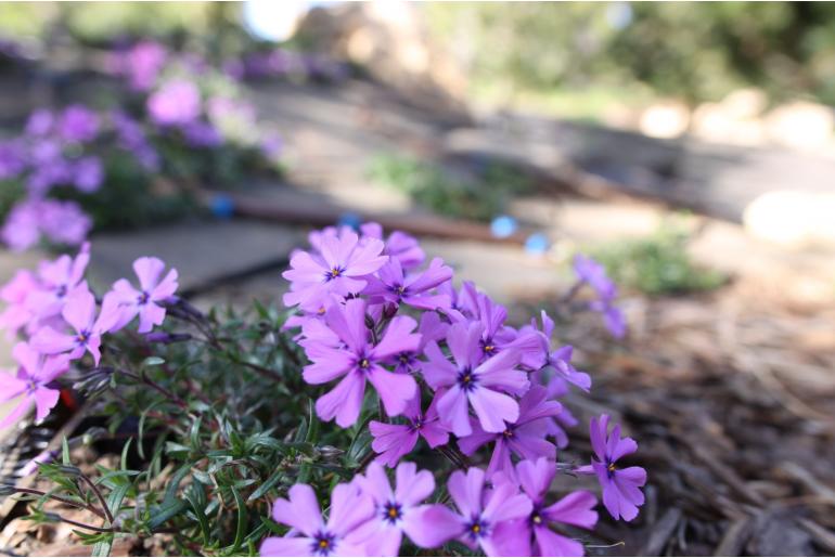 Phlox subulata 'Purple Beauty' Phlox subulata 'Purple Beauty' -22271