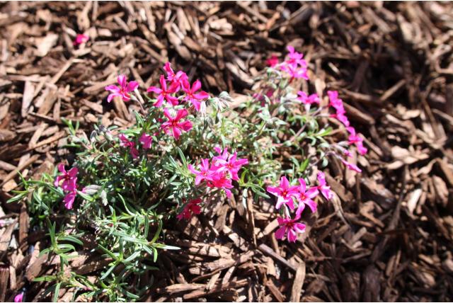 Kruipphlox 'Scarlet Flame'