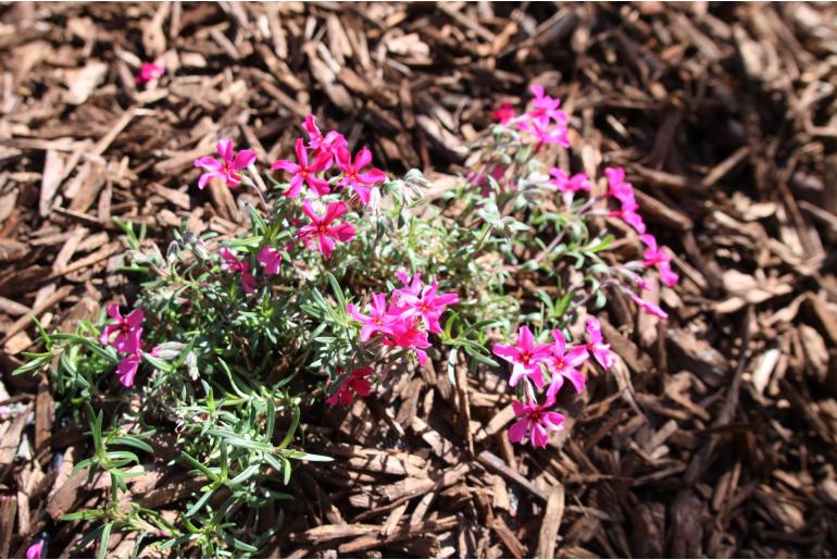 Phlox subulata 'Scarlet Flame' Phlox subulata 'Scarlet Flame' -22272
