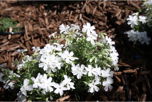 Kruipphlox 'White Delight' Kruipphlox 'White Delight'