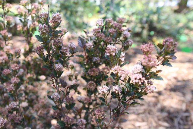 Sneeuwbalspirea 'Little Devil'