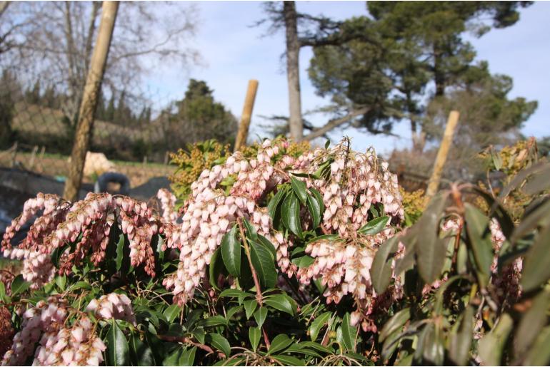Pieris japonica 'Christmas Cheer' Pieris japonica 'Christmas Cheer' -22367