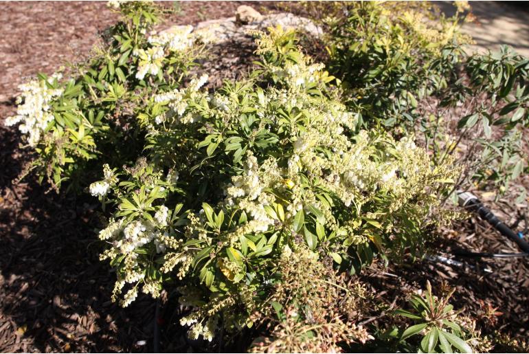 Pieris japonica 'Debutante' Pieris japonica 'Debutante' -22368