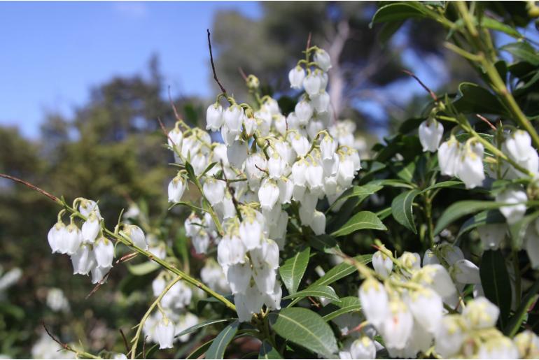 Pieris japonica 'Purity' Pieris japonica 'Purity' -22369