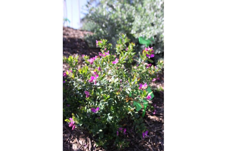 Polygala myrtifolia 'Grandiflora' Polygala myrtifolia 'Grandiflora' -22359