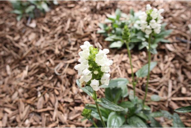 Bijenkorfje 'Alba' Bijenkorfje 'Alba'