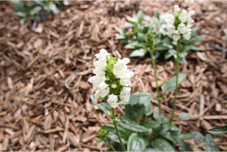 Prunella grandiflora 'Alba' Prunella grandiflora 'Alba' -22350