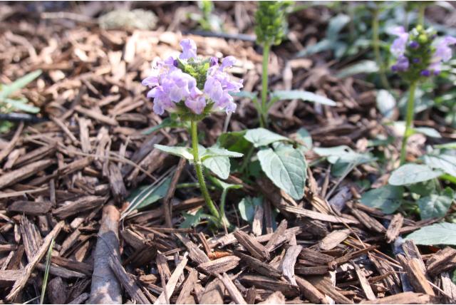 Bijenkorfje 'Loveliness' Bijenkorfje 'Loveliness'