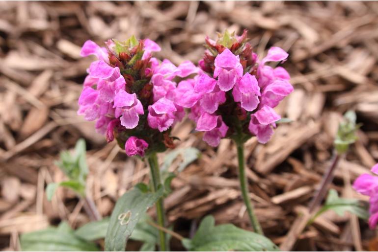 Prunella grandiflora 'Rubra' Prunella grandiflora 'Rubra' -22352