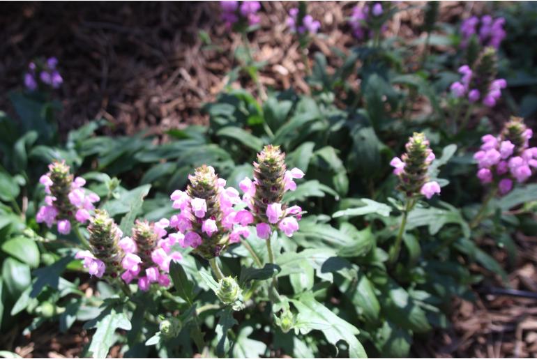 Prunella webbiana 'Rosea' Prunella webbiana 'Rosea' -22280