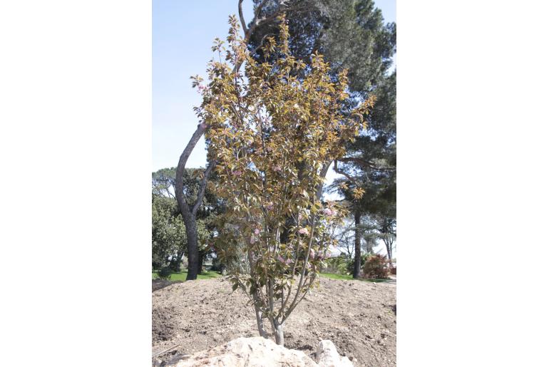 Prunus subhirtella 'Autumnalis' Prunus subhirtella 'Autumnalis' -22281