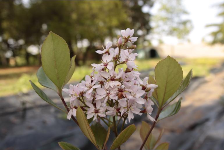 Rhaphiolepis indica 'Enchantress' 22282