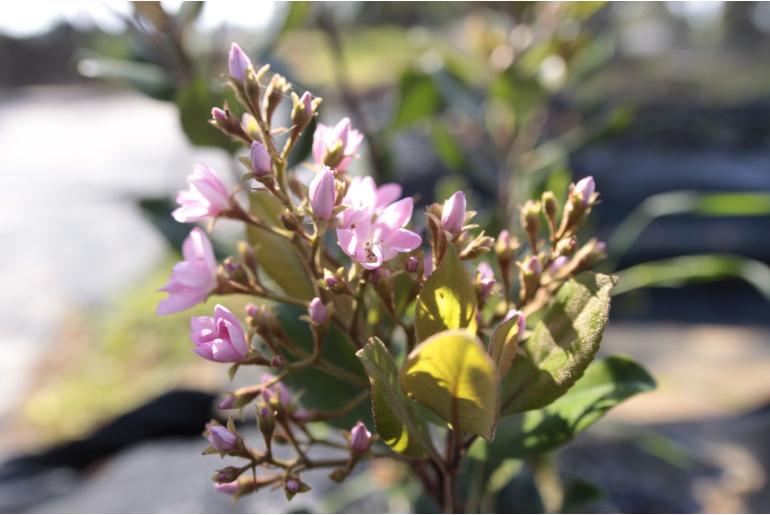 Rhaphiolepis indica 'Springtime' 22283