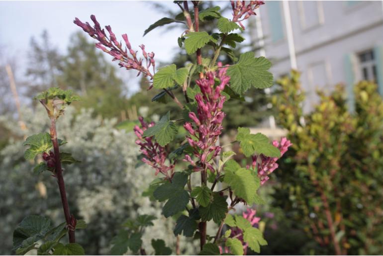 Ribes sanguineum 'Pulborough Scarlet' 22329